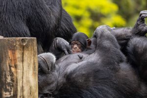 imagem mostra filhote de chimpanzé em zoológico